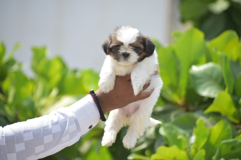 Shih Tzu Puppies in Chennai